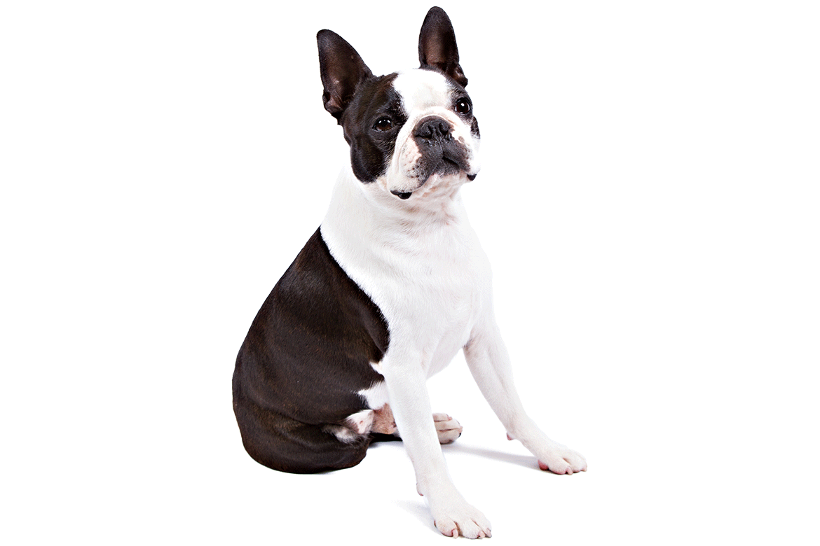 Boston terrier breed information. Staircase clipart guide dog