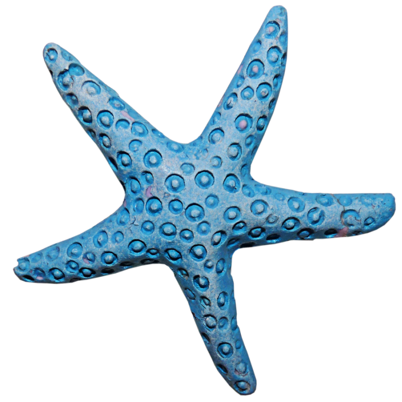 Forgetmenot seashells. Starfish clipart aqua