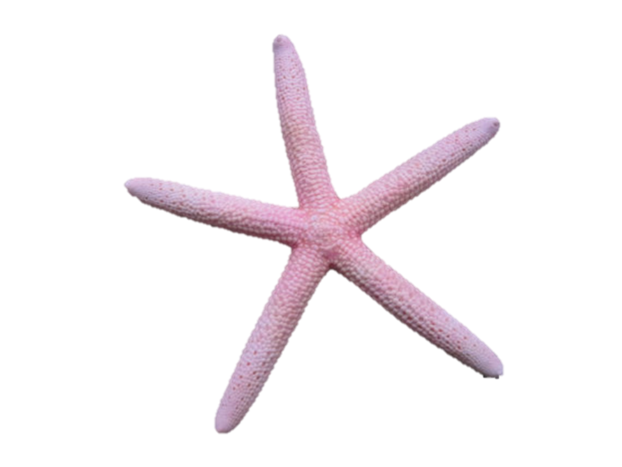 Starfish aquatic animal