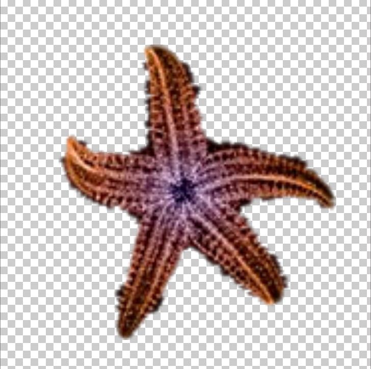 starfish clipart beach
