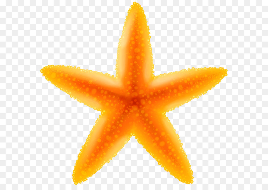 starfish clipart beach gear