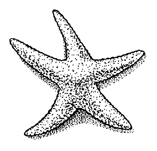 Free download clip . Starfish clipart black and white