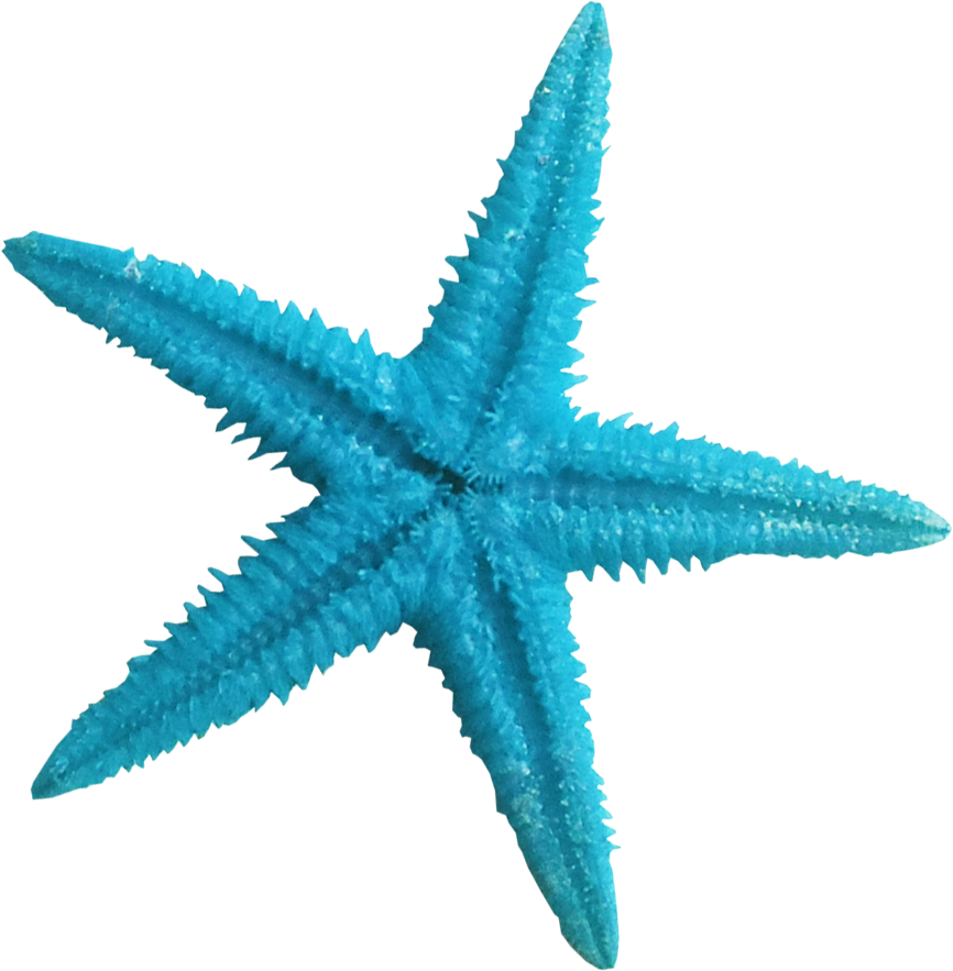 starfish clipart blue starfish