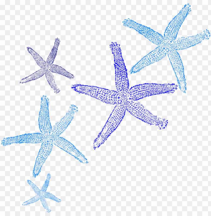 starfish clipart border