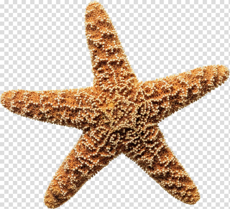 starfish clipart brown