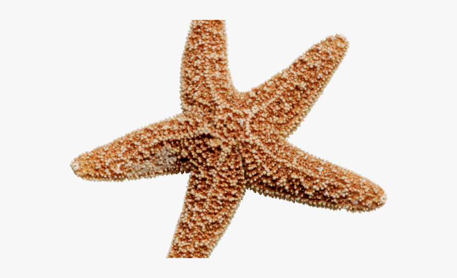 starfish clipart brown