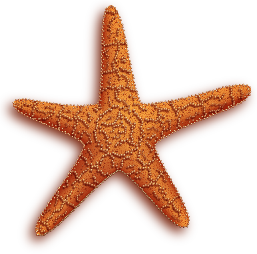starfish clipart coral reef