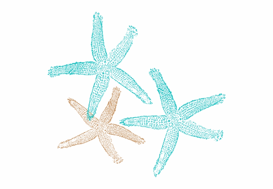 starfish clipart exercise