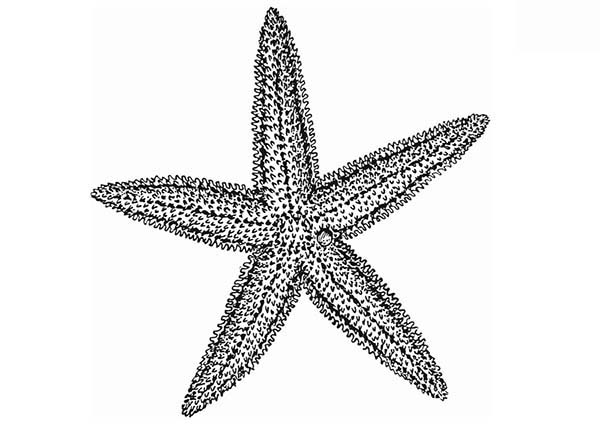 starfish clipart grey