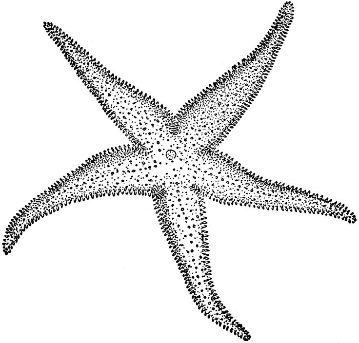 starfish clipart grey