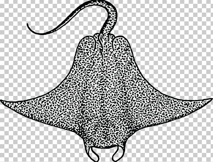 Devil fish giant oceanic. Starfish clipart manta ray