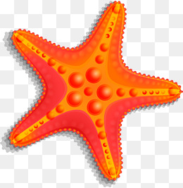 starfish clipart orange starfish