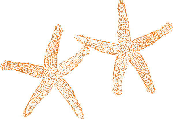 starfish clipart orange starfish