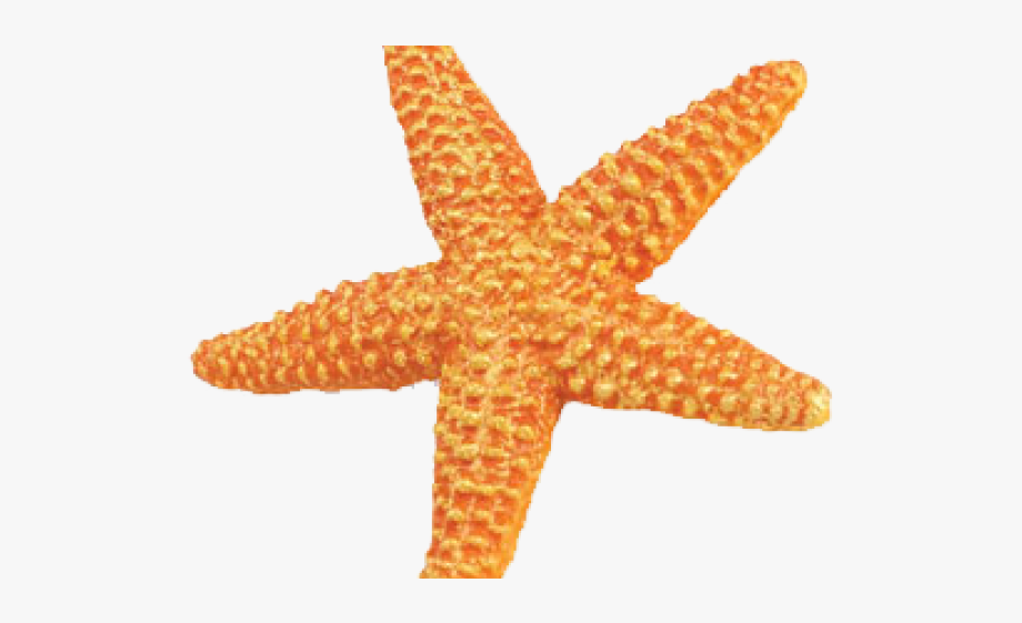 starfish clipart orange starfish