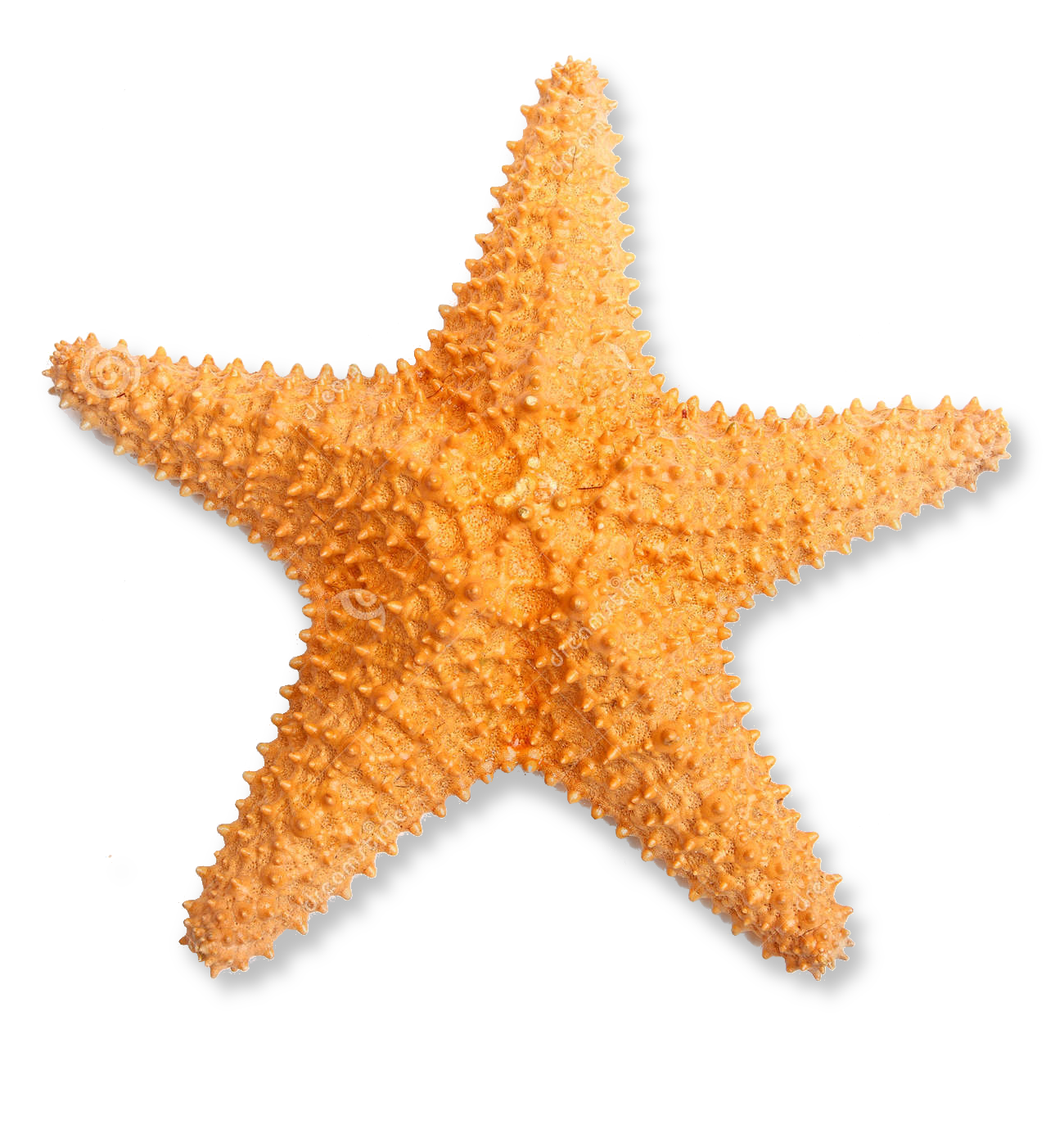 starfish clipart realistic