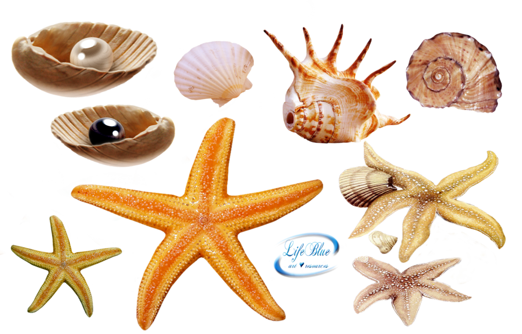 Creatures png by lifeblue. Starfish clipart sea creature