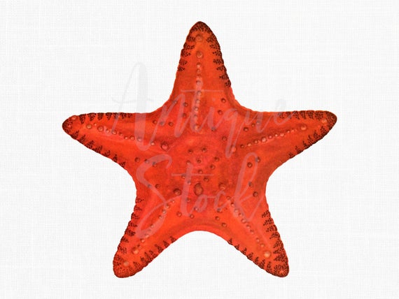 starfish clipart sea star