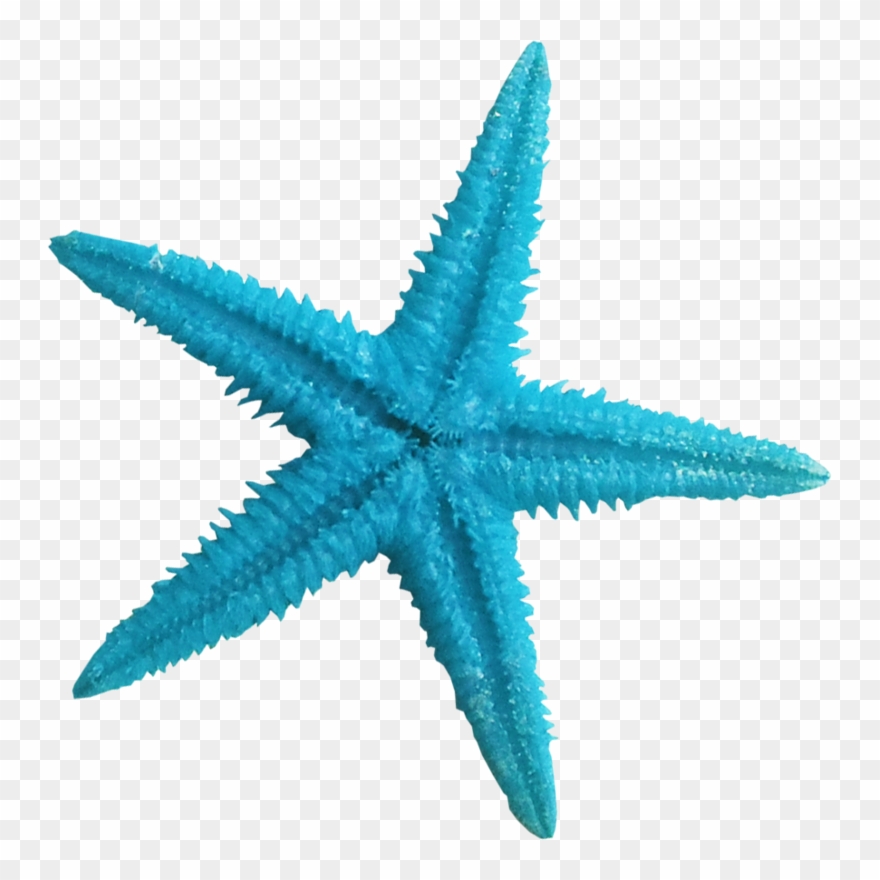 starfish clipart sea star