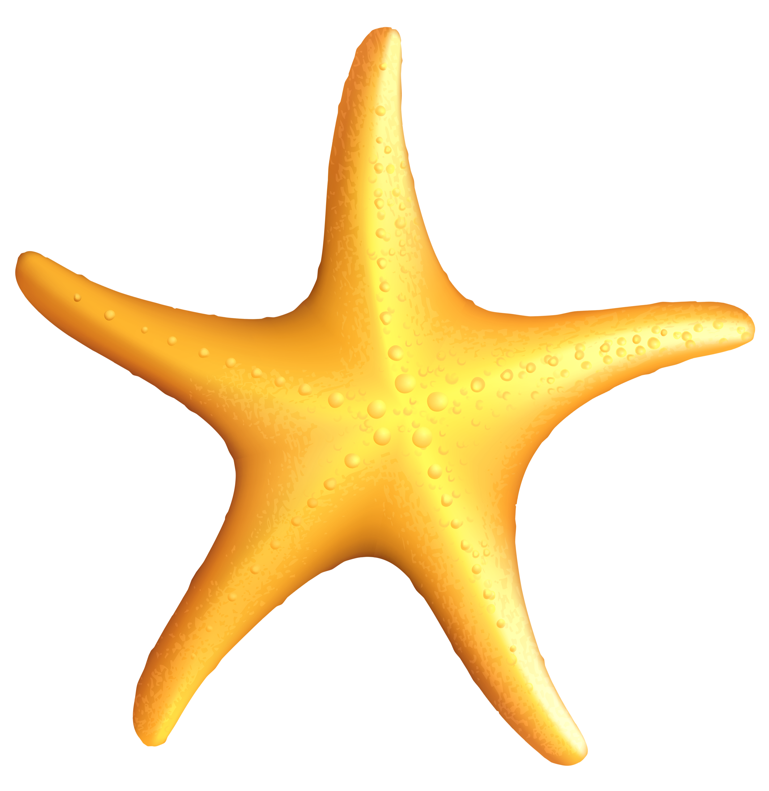  collection of transparent. Starfish clipart seahorse