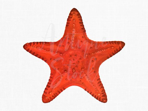 starfish clipart sealife