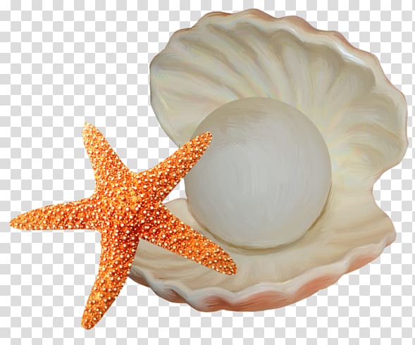And pearl illustration . Starfish clipart seashell