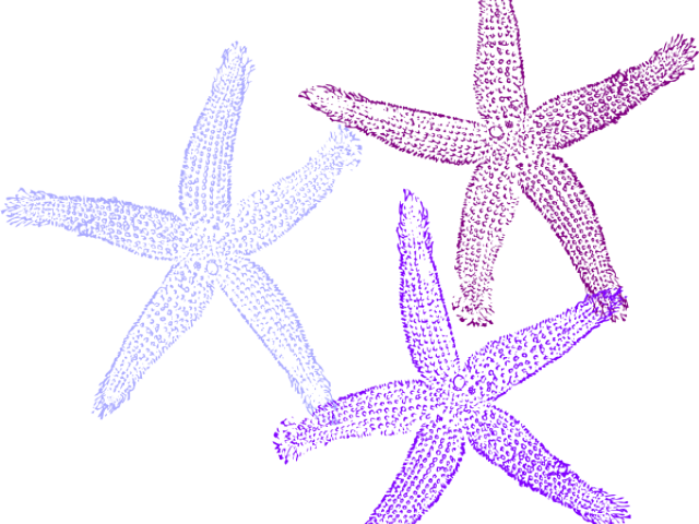 Starfish clipart simple. Lavender free on dumielauxepices