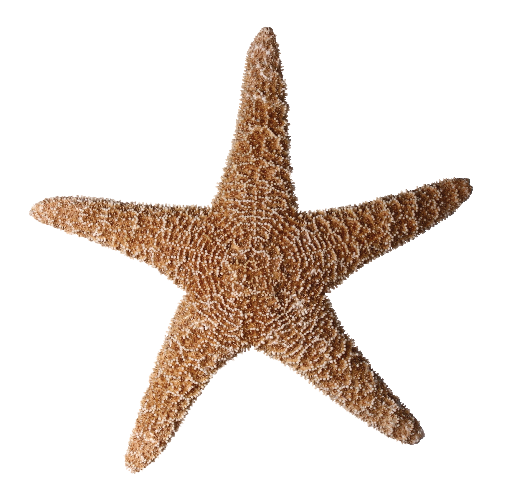 Download Starfish clipart skinny, Starfish skinny Transparent FREE ...
