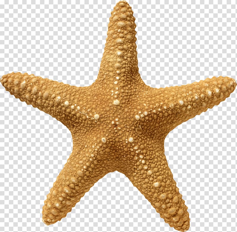 Starfish Clipart Square Object Starfish Square Object Transparent