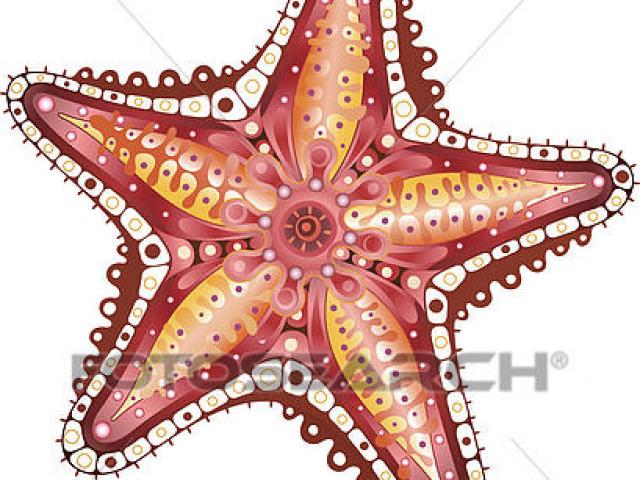 Starfish clipart square object. Free download clip art