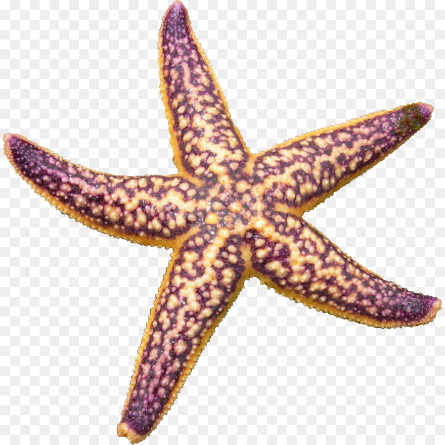 starfish clipart stafish