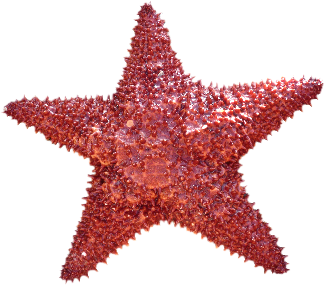 Hd transparent free . Starfish clipart star shaped object