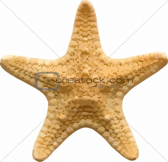 Image vector . Starfish clipart star shaped object