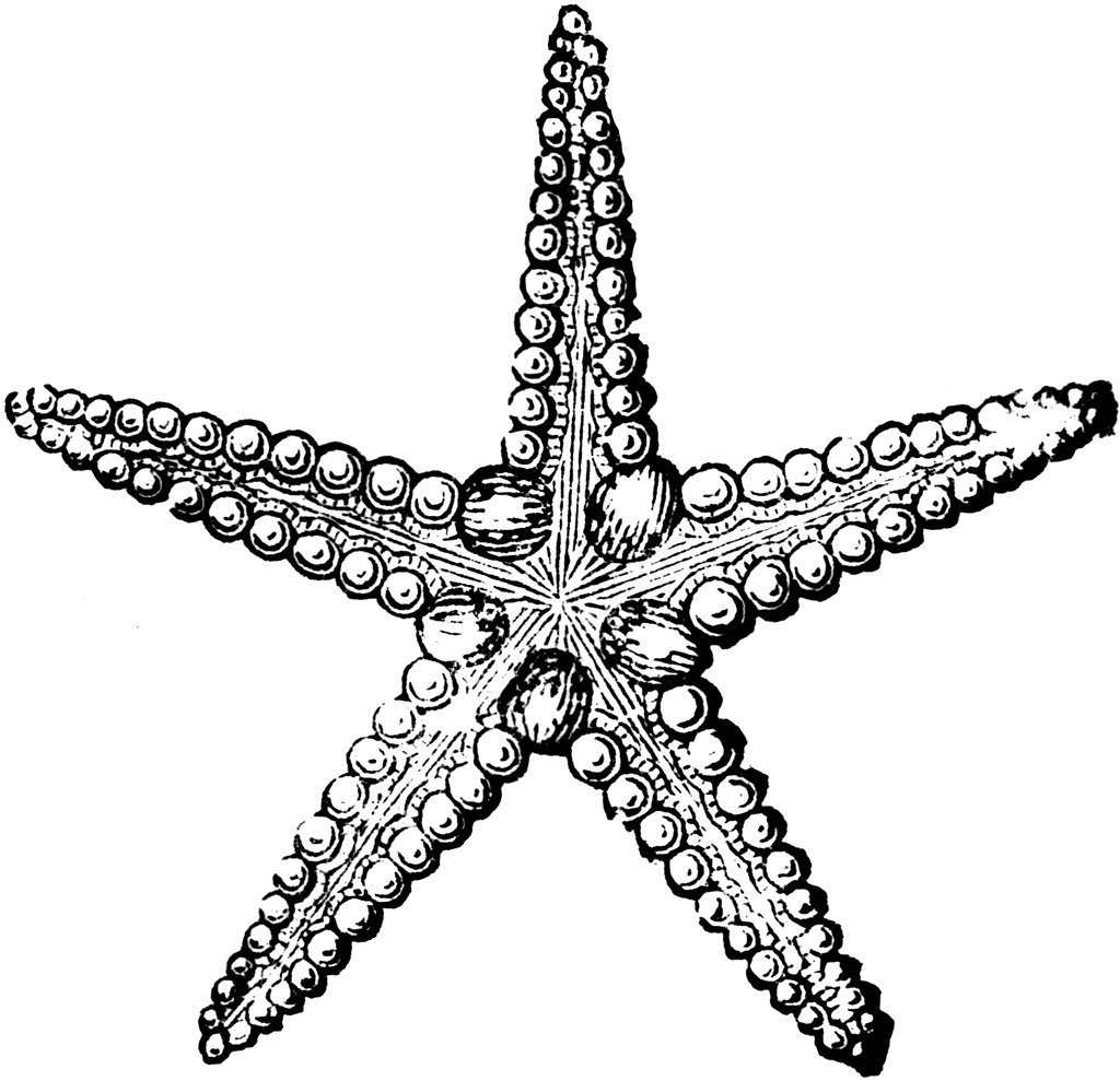 starfish clipart starfish drawing