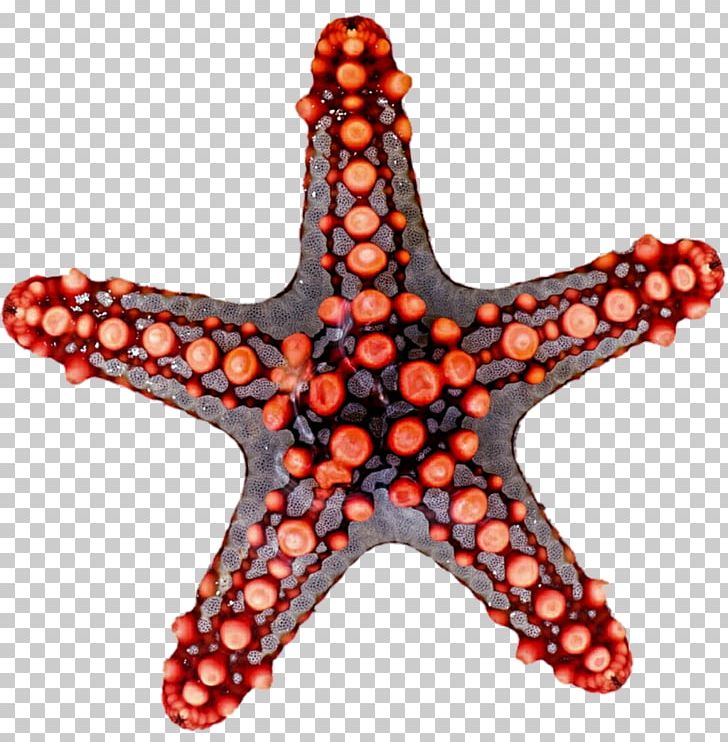 Starfish clipart symmetrical, Picture #3172672 starfish clipart symmetrical