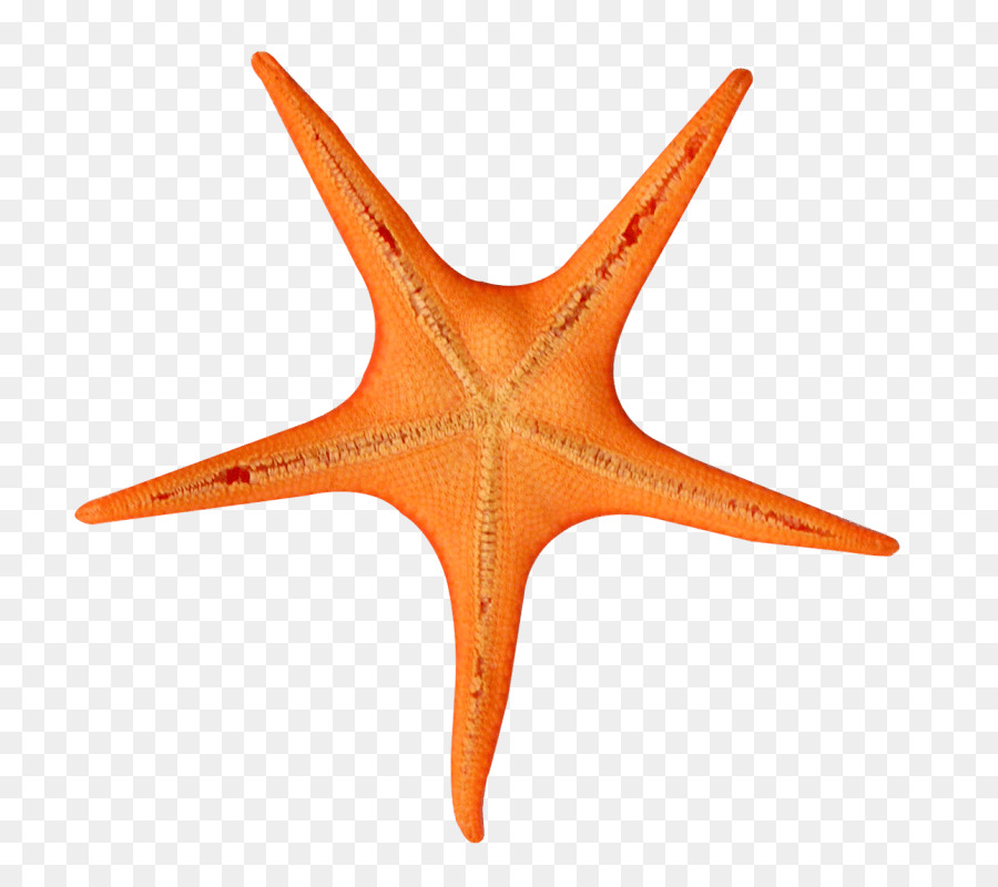 Starfish clipart tan. Stars background orange line