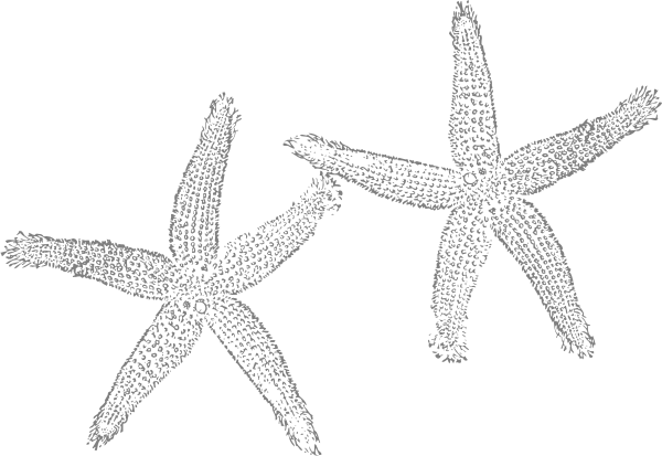 starfish clipart two