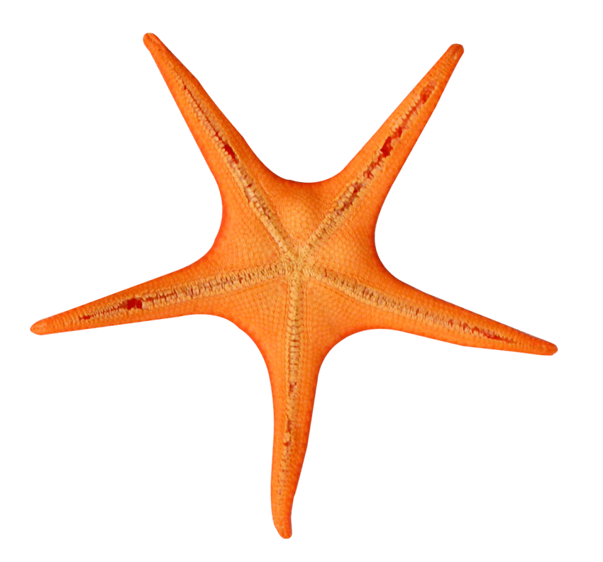 starfish clipart vintage star