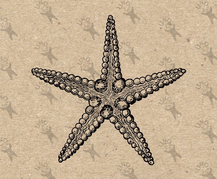starfish clipart vintage