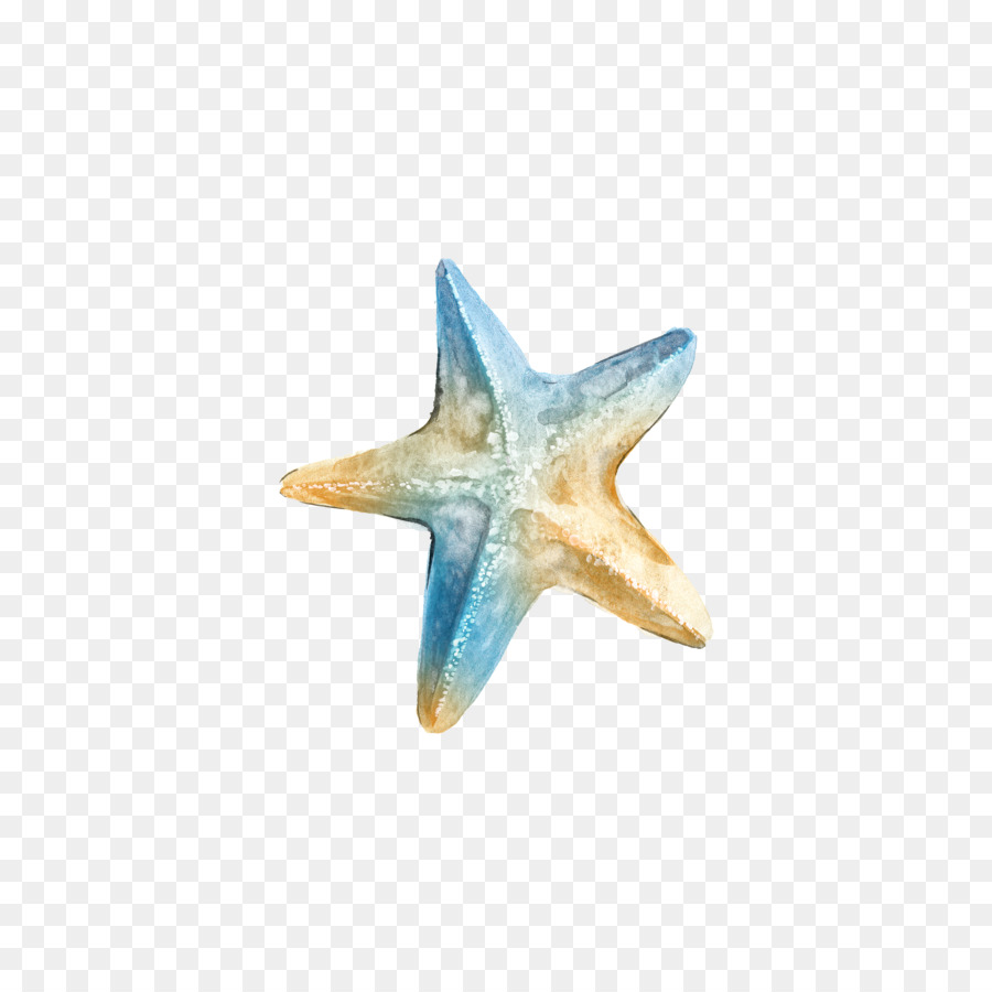 Dollar logo png download. Starfish clipart watercolor