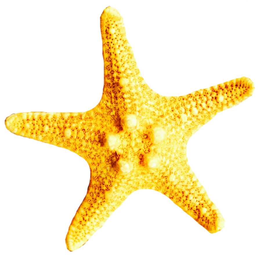 starfish clipart yellow