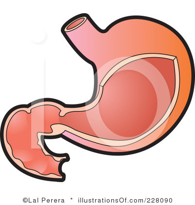 stomach clipart