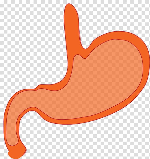 stomach clipart abdominal