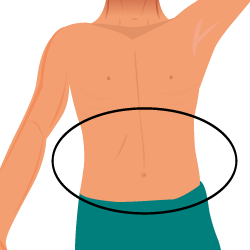 stomach clipart body part