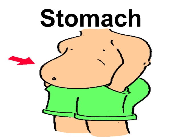Stomach clipart body part, Stomach body part Transparent ...