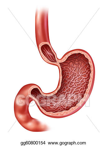 stomach clipart body part