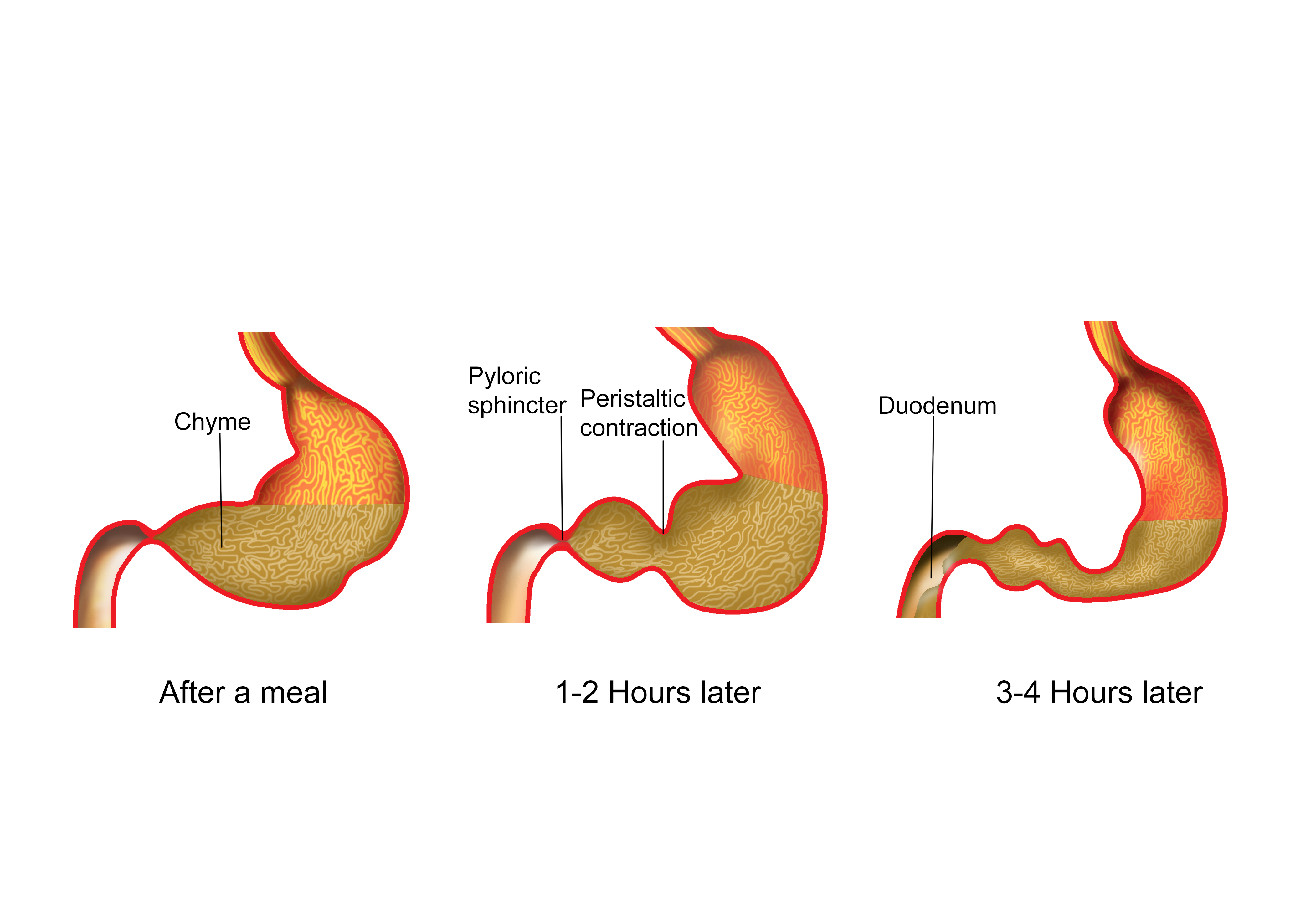 stomach clipart chyme