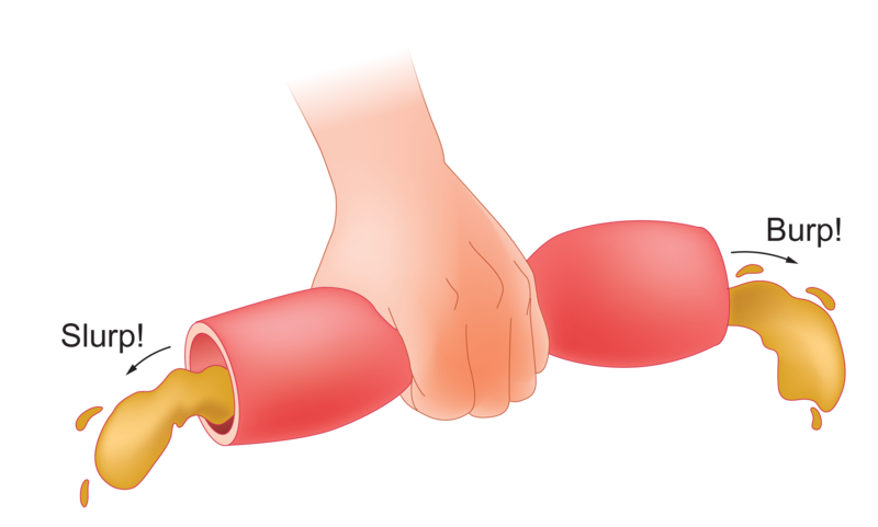 stomach clipart chyme