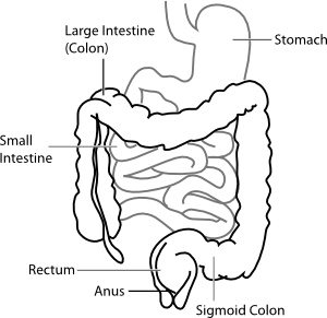 stomach clipart diagram