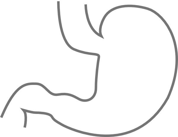 stomach clipart diagram