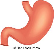 stomach clipart esophagus stomach